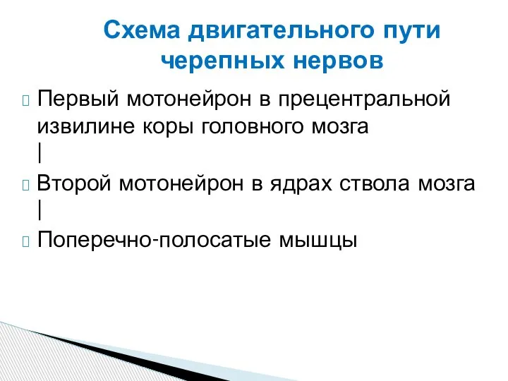 Первый мотонейрон в прецентральной извилине коры головного мозга | Второй мотонейрон в