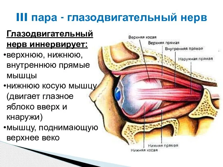 III пара - глазодвигательный нерв Глазодвигательный нерв иннервирует: верхнюю, нижнюю, внутреннюю прямые
