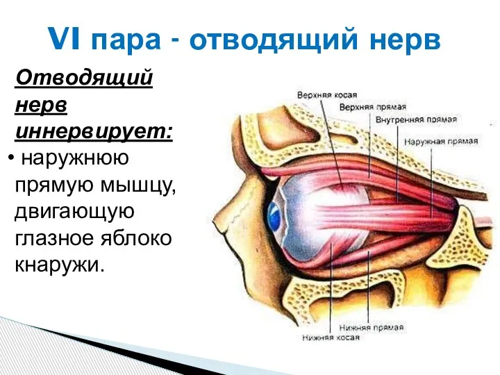 VI пара - отводящий нерв Отводящий нерв иннервирует: наружнюю прямую мышцу, двигающую глазное яблоко кнаружи.