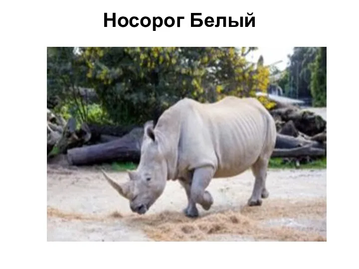 Носорог Белый