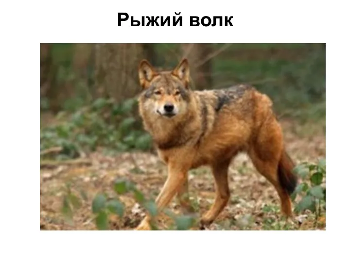 Рыжий волк