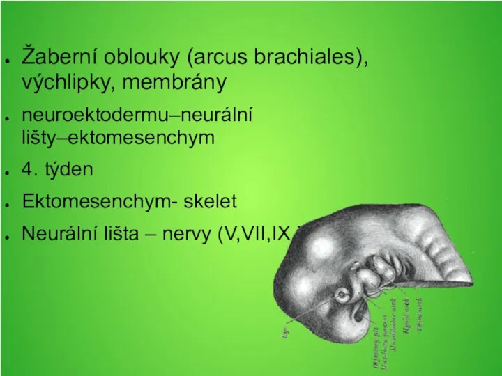 Žaberní oblouky (arcus brachiales), výchlipky, membrány neuroektodermu–neurální lišty–ektomesenchym 4. týden Ektomesenchym- skelet