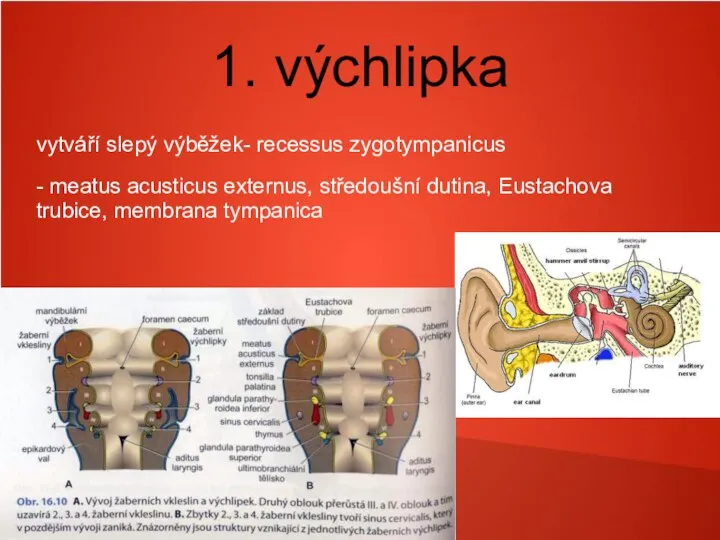 1. výchlipka vytváří slepý výběžek- recessus zygotympanicus - meatus acusticus externus, středoušní