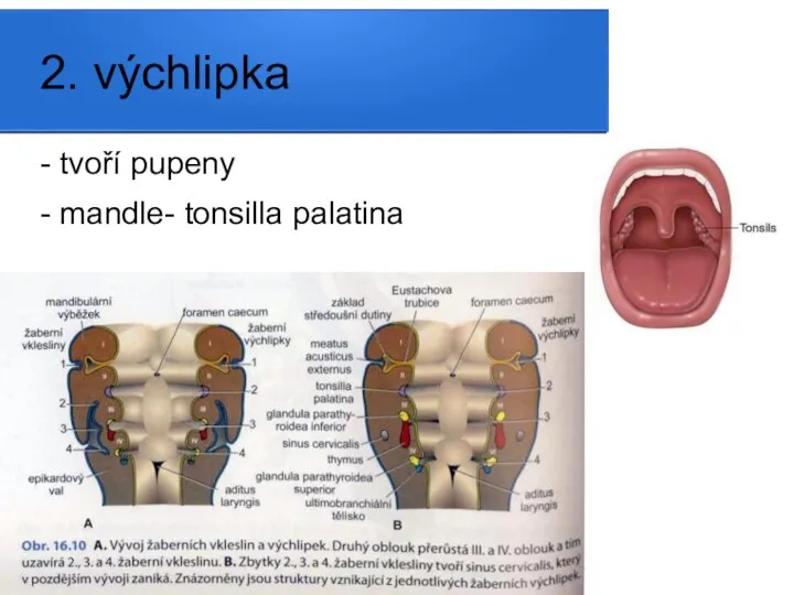 2. výchlipka - tvoří pupeny - mandle- tonsilla palatina