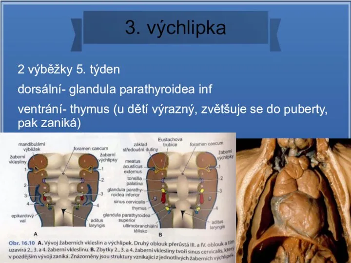 3. výchlipka 2 výběžky 5. týden dorsální- glandula parathyroidea inf ventrání- thymus