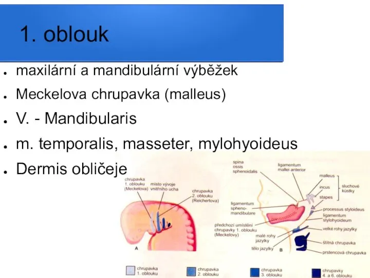 1. oblouk maxilární a mandibulární výběžek Meckelova chrupavka (malleus) V. - Mandibularis