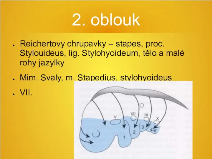 2. oblouk Reichertovy chrupavky – stapes, proc. Stylouideus, lig. Stylohyoideum, tělo a