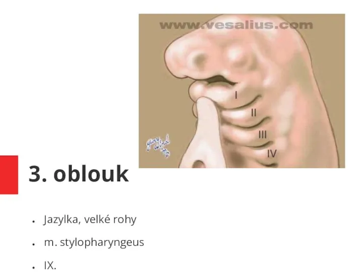 3. oblouk Jazylka, velké rohy m. stylopharyngeus IX.