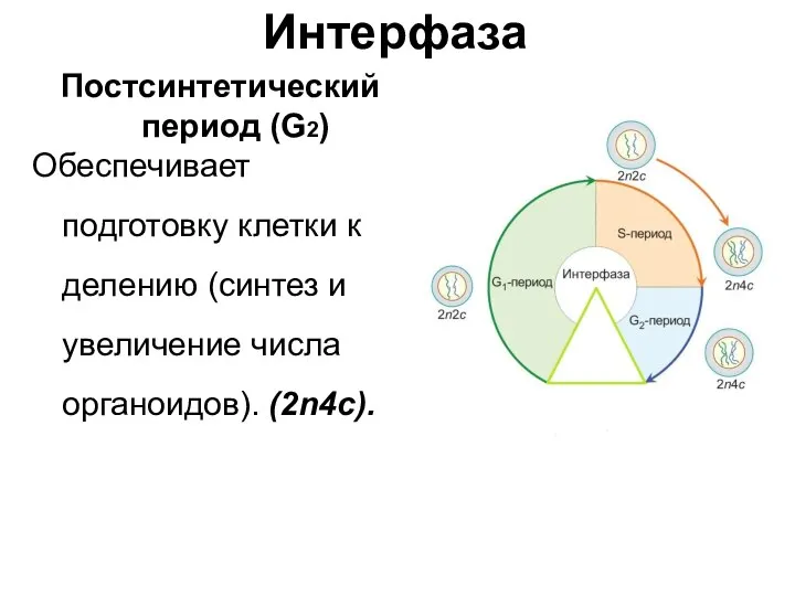 Интерфаза Постсинтетический период (G2) Обеспечивает подготовку клетки к делению (синтез и увеличение числа органоидов). (2n4c).