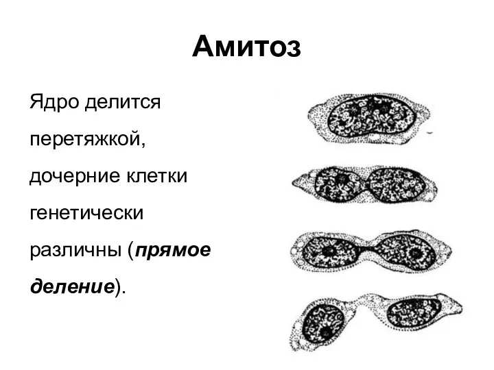 Амитоз Ядро делится перетяжкой, дочерние клетки генетически различны (прямое деление).