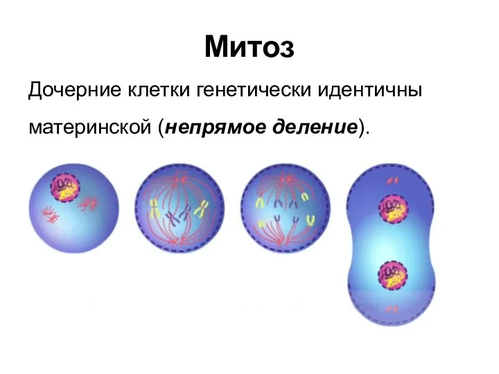 Митоз Дочерние клетки генетически идентичны материнской (непрямое деление).