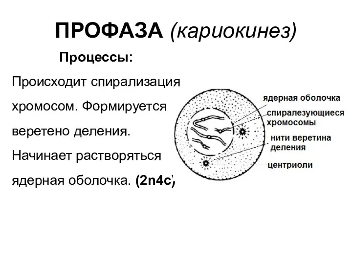 ПРОФАЗА (кариокинез) Процессы: Происходит спирализация хромосом. Формируется веретено деления. Начинает растворяться ядерная оболочка. (2n4c)