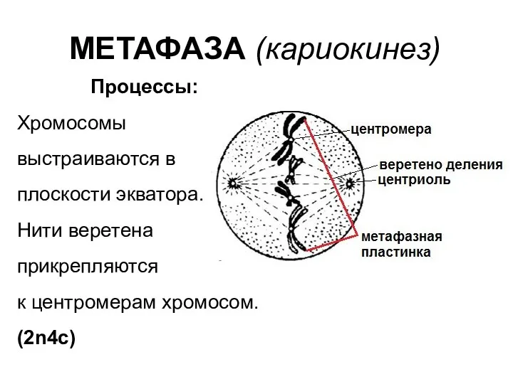МЕТАФАЗА (кариокинез) Процессы: Хромосомы выстраиваются в плоскости экватора. Нити веретена прикрепляются к центромерам хромосом. (2n4c)