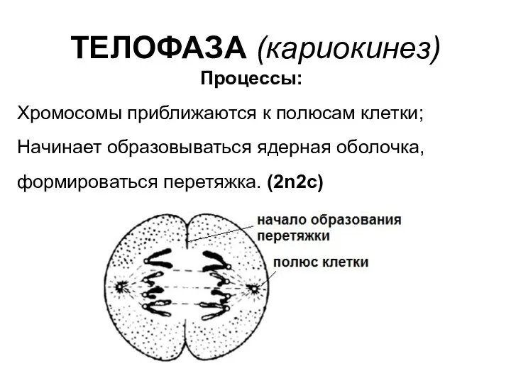 ТЕЛОФАЗА (кариокинез) Процессы: Хромосомы приближаются к полюсам клетки; Начинает образовываться ядерная оболочка, формироваться перетяжка. (2n2c)