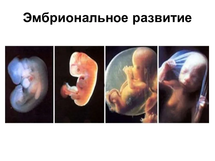 Эмбриональное развитие