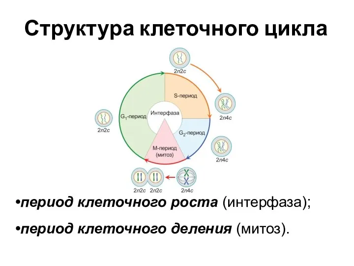 Структура клеточного цикла период клеточного роста (интерфаза); период клеточного деления (митоз).