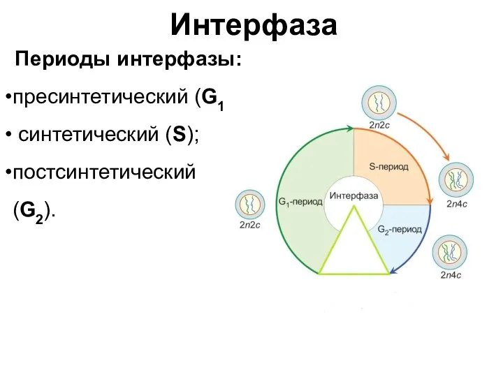 Интерфаза Периоды интерфазы: пресинтетический (G1); синтетический (S); постсинтетический (G2).