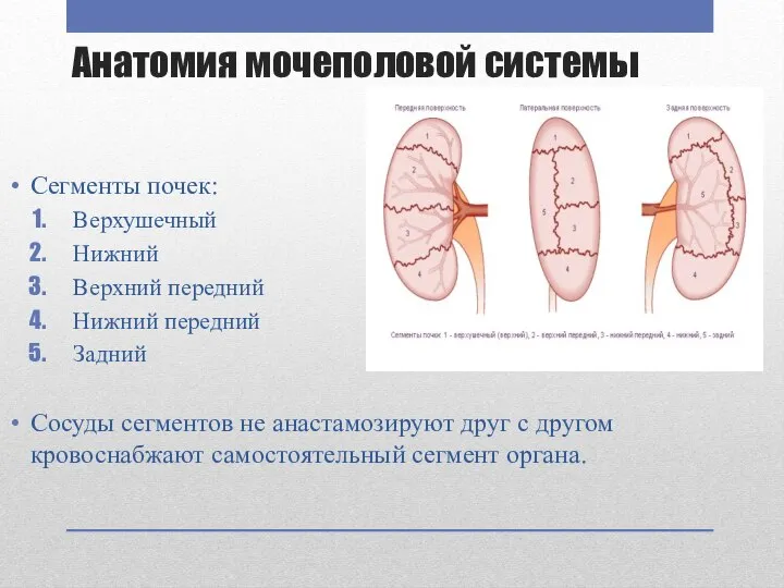 Анатомия мочеполовой системы Сегменты почек: Верхушечный Нижний Верхний передний Нижний передний Задний