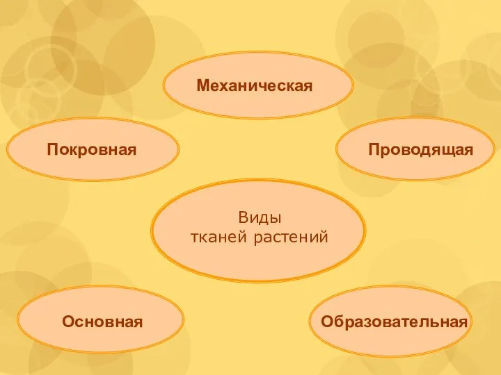 Покровная Механическая Проводящая Основная Образовательная Виды тканей растений