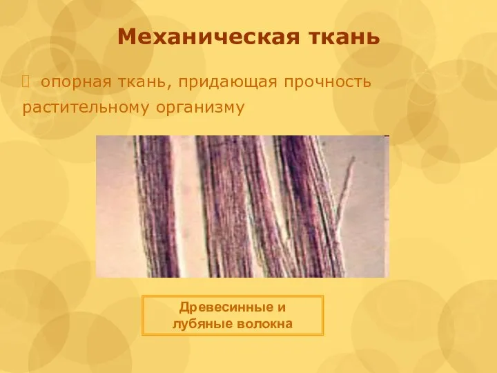 Механическая ткань опорная ткань, придающая прочность растительному организму Древесинные и лубяные волокна