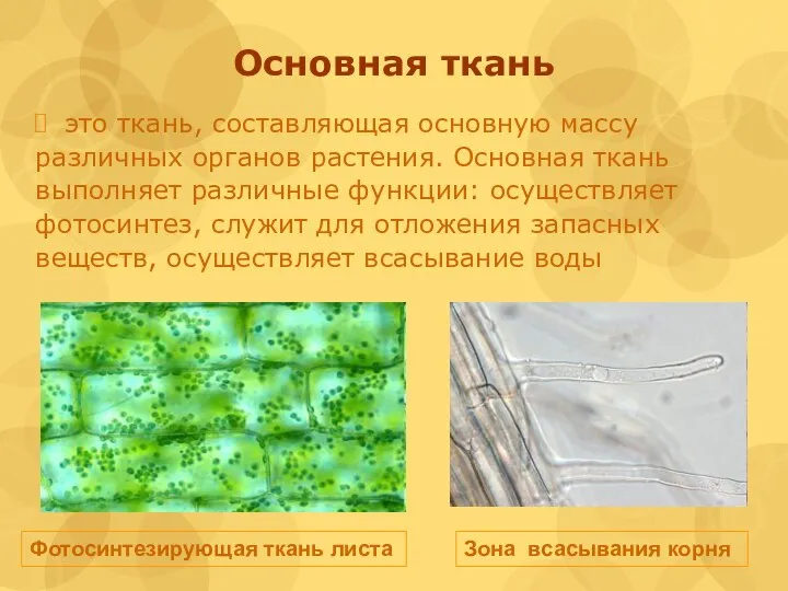 Основная ткань это ткань, составляющая основную массу различных органов растения. Основная ткань
