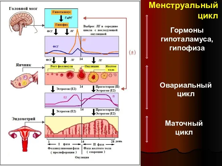Менструальный цикл Овариальный цикл Маточный цикл Гормоны гипоталамуса, гипофиза Фаза секреции Фаза пролиферации Овуляция