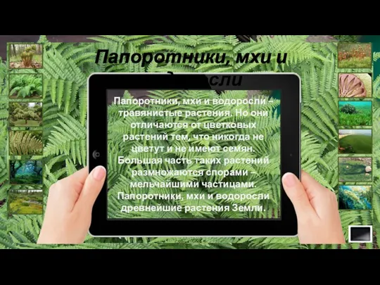 Папоротники, мхи и водоросли Папоротники, мхи и водоросли – травянистые растения. Но