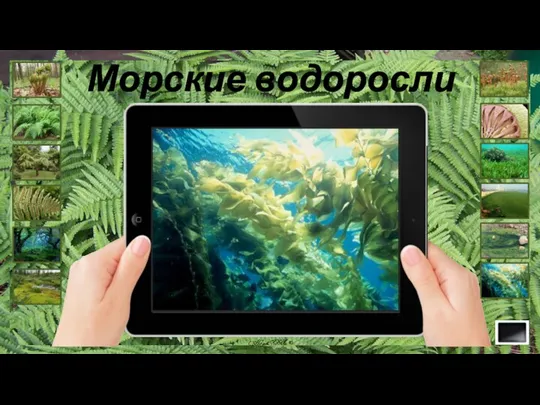 Морские водоросли