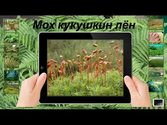 Мох кукушкин лён