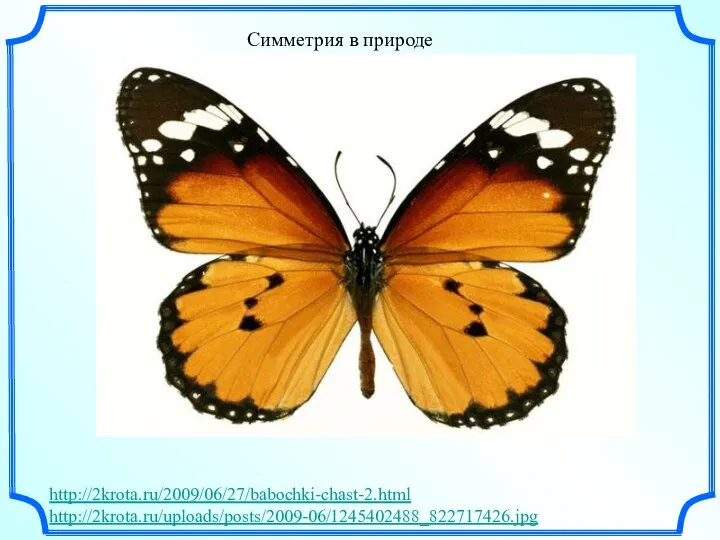 Симметрия в природе http://2krota.ru/2009/06/27/babochki-chast-2.html http://2krota.ru/uploads/posts/2009-06/1245402488_822717426.jpg