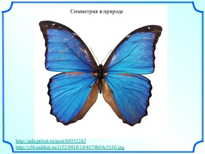 Симметрия в природе http://pda.privet.ru/post/69351242 http://s56.radikal.ru/i152/0910/10/4879b89c5180.jpg