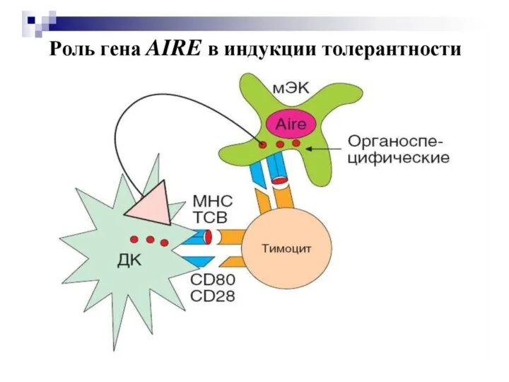 Роль экспрессиии гена АIRE (Autoimmunity regulator) в индукции аутотолерантности к органоспецифическим антигенам в тимусе