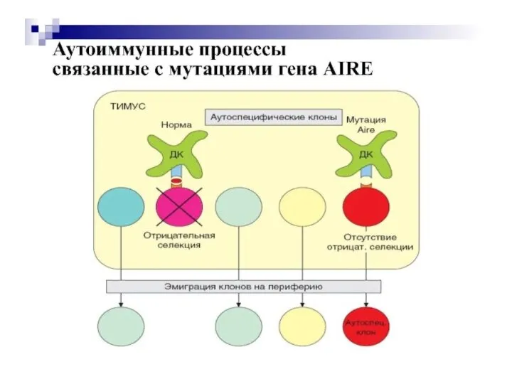 Аутоиммунные процессы, вызванные мутацией гена AIRE