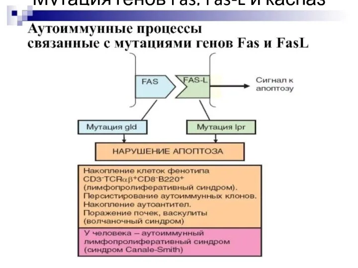 Мутация генов Fas, Fas-L и каспаз приводит к лимфопролиферации и активации аутоагрессивных клонов