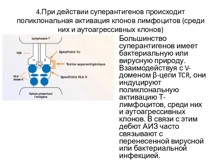 4.При действии суперантигенов происходит поликлональная активация клонов лимфоцитов (среди них и аутоагрессивных