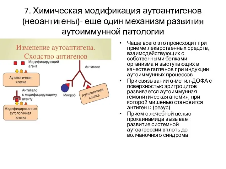 7. Химическая модификация аутоантигенов (неоантигены)- еще один механизм развития аутоиммунной патологии Чаще