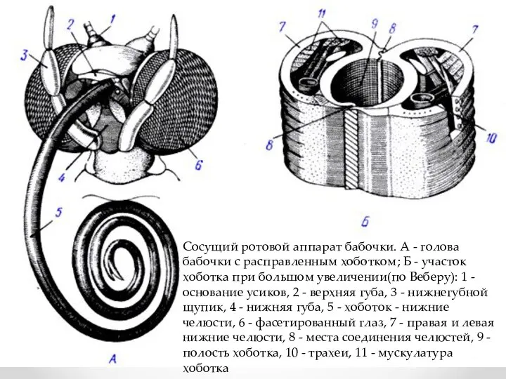 Сосущий ротовой аппарат бабочки. А - голова бабочки с расправленным хоботком; Б