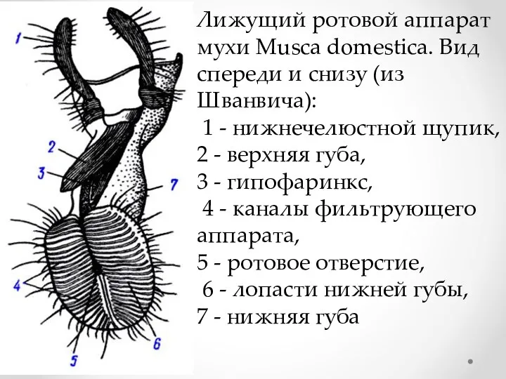 Лижущий ротовой аппарат мухи Musca domestica. Вид спереди и снизу (из Шванвича):