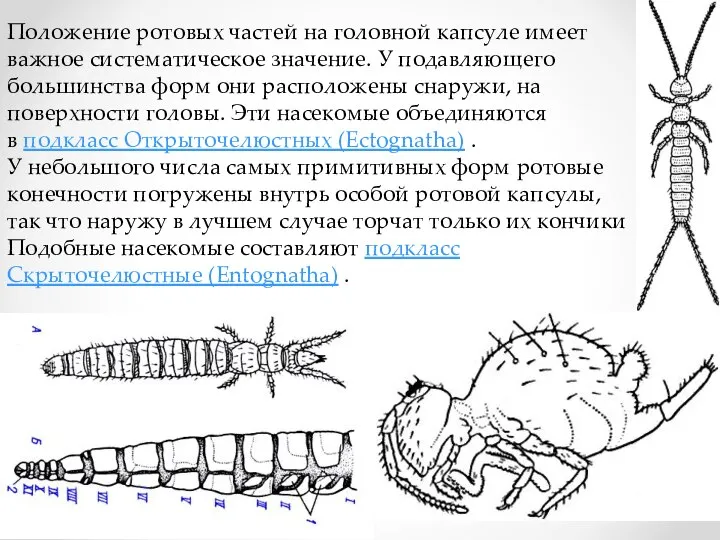 Положение ротовых частей на головной капсуле имеет важное систематическое значение. У подавляющего