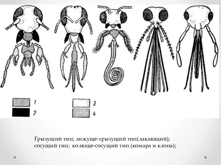 Грызущий тип; лижуще-грызущий тип(лакающий); сосущий тип; колюще-сосущий тип (комара и клопа);