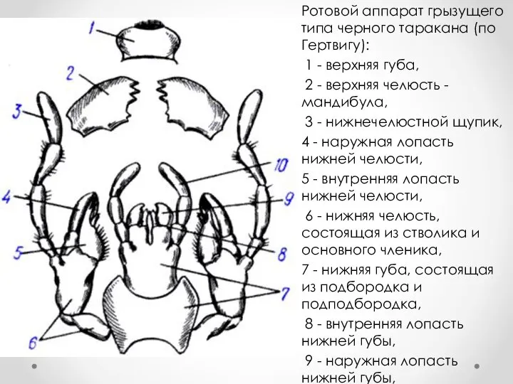 Ротовой аппарат грызущего типа черного таракана (по Гертвигу): 1 - верхняя губа,