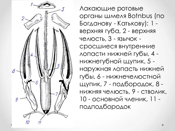 Лакающие ротовые органы шмеля Botnbus (по Богданову - Катькову): 1 - верхняя