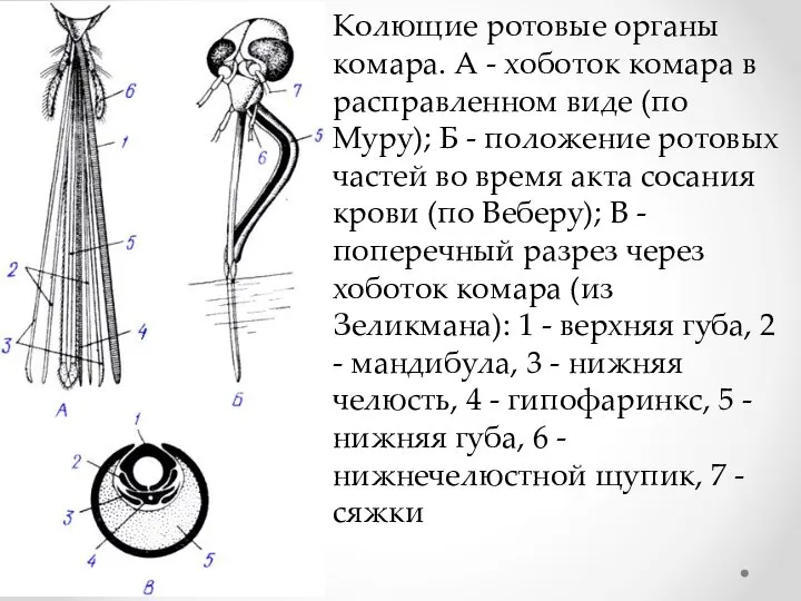 Колющие ротовые органы комара. А - хоботок комара в расправленном виде (по