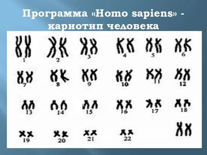 Программа «Homo sapiens» - кариотип человека