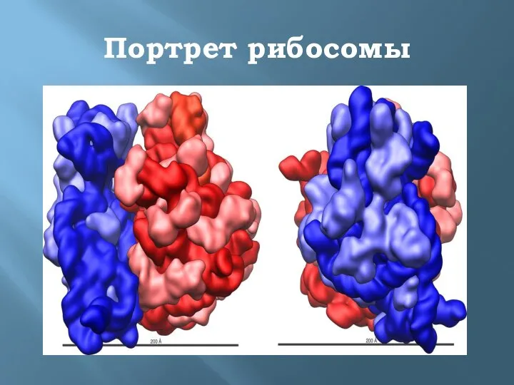 Портрет рибосомы