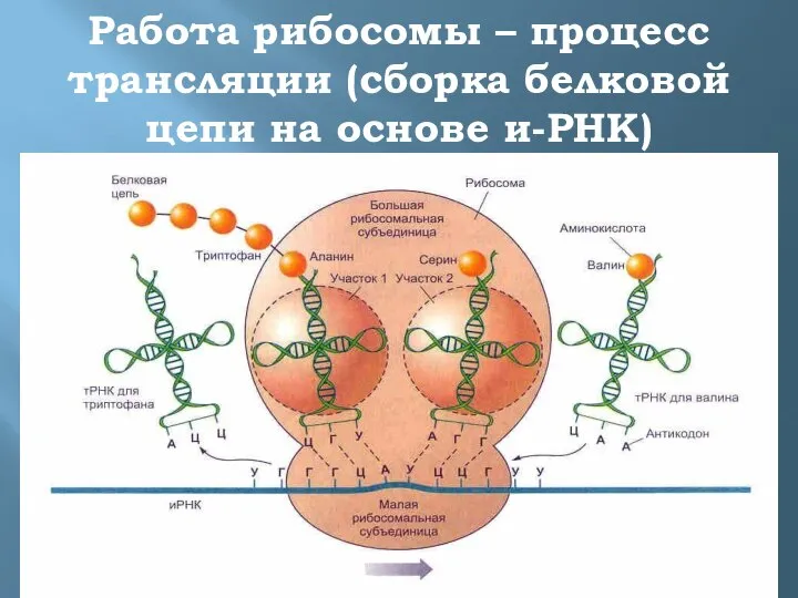 Работа рибосомы – процесс трансляции (сборка белковой цепи на основе и-РНК)