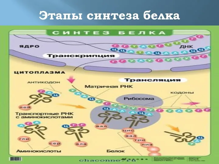 Этапы синтеза белка