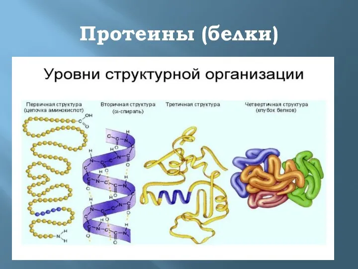 Протеины (белки)