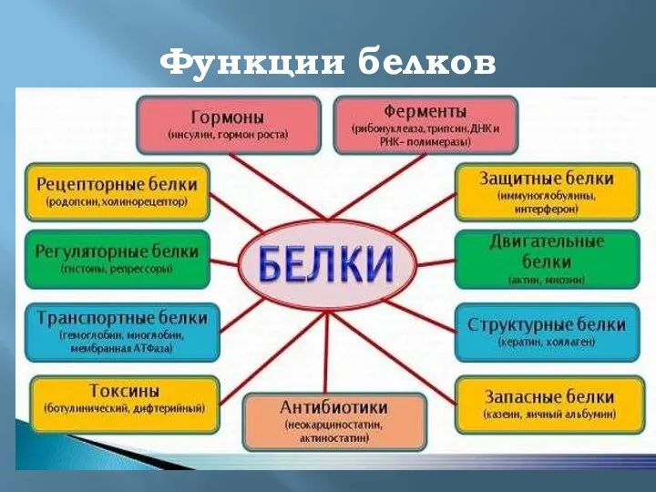 Функции белков