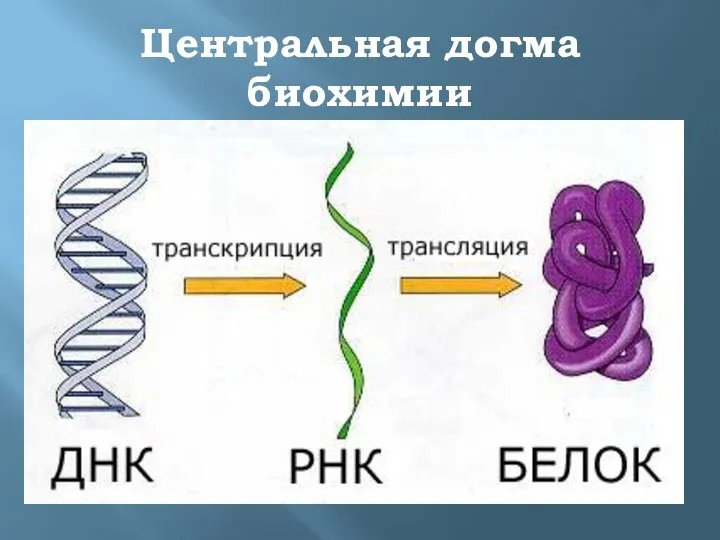 Центральная догма биохимии